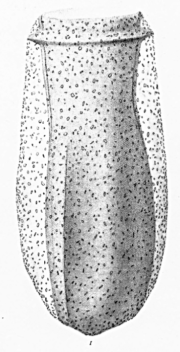 Described by Brandt (1906-1907) as Tintinnus palliata, now known as Brandtiella palliata