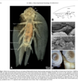 Dippteropeltis hirundo SEM