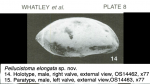 Pellucistoma elongata Whatley, Moguilevsky, Chadwick, Toy & Ramos, 1998, Pl. 8 Holotype (from original description)