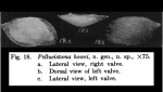 Pellucistoma howei Coryell & Fields, 1937 from original description