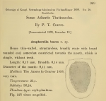 Description of Bursaopsis bursa as Amphorella bursa by Cleve (1899)