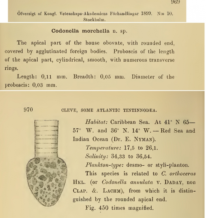 Codonellopsis morchella was originally described as Condonella morchella by Cleve (1899) Codonellopsis morchella was originally described as Condonella morchella by Cleve (1899)