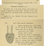 Codonellopsis morchella was originally described as Condonella morchella by Cleve (1899)