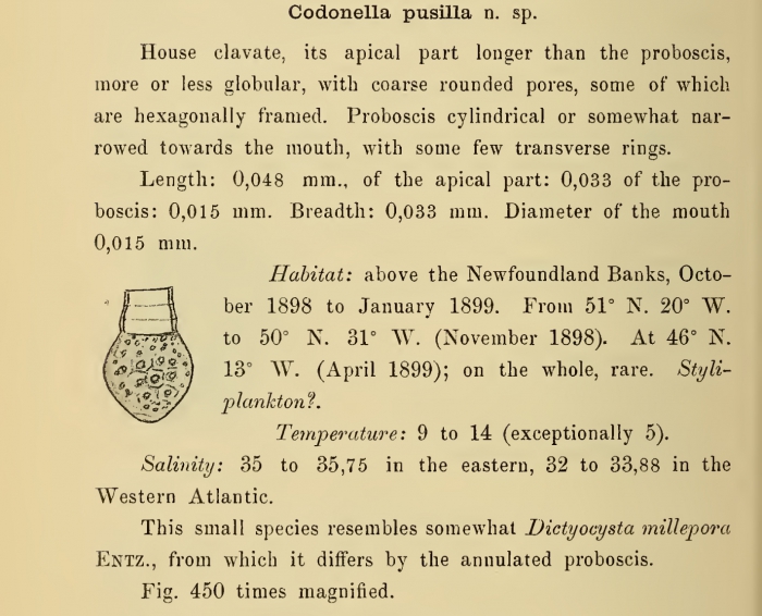 Condonellopsis pusilla was orignially described by Cleve (1899) as Codonella pusilla