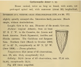 Rhabdonella amor was originally described by Cleve (1899) as Cyttarocylis amor