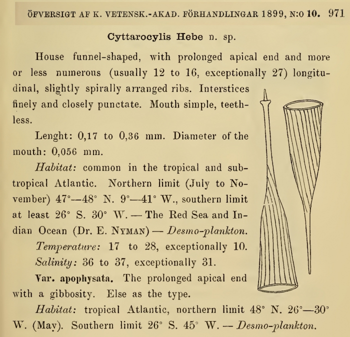 Rhabdonella hebe was originally described by Cleve (1899) as Cyttarocylis hebe