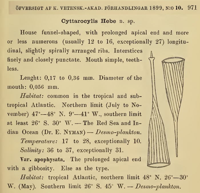 Rhabdonella hebe was originally described by Cleve (1899) as Cyttarocylis hebe Rhabdonella hebe was originally described by Cleve (1899) as Cyttarocylis hebe