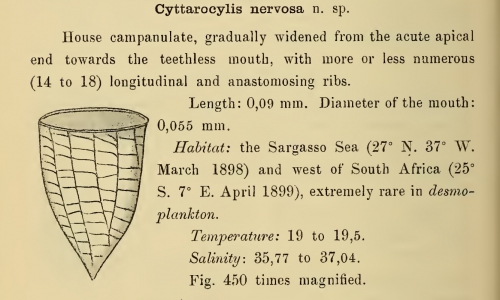 Original description of Epicancella nervosa was by Cleve (1899) as Cyttarocylis nervosa