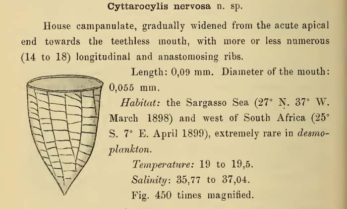 Original description of Epicancella nervosa was by Cleve (1899) as Cyttarocylis nervosa Original description of Epicancella nervosa was by Cleve (1899) as Cyttarocylis nervosa