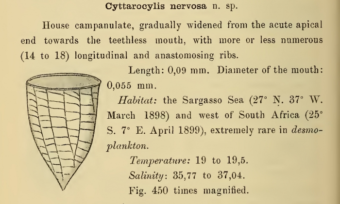 Original description of Epicancella nervosa was by Cleve (1899) as Cyttarocylis nervosa