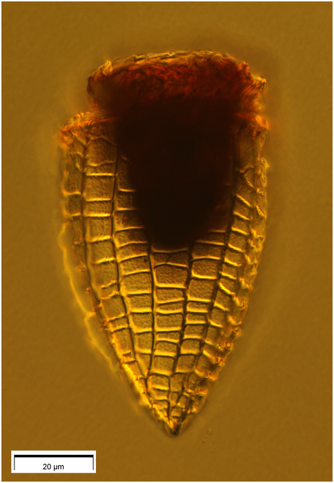 Epicancella nervosa Epicancella nervosa