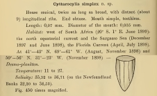 Protorhabdonella simplex was originally described by Cleve (1899) as Cyttarocylis simplex.