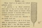 Poroecus apiculatus was orginally described by Cleve (1899) as Porella apiculata