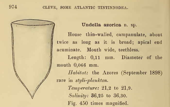 Favella azorica was originally described by Cleve (1889) as Undella azorica