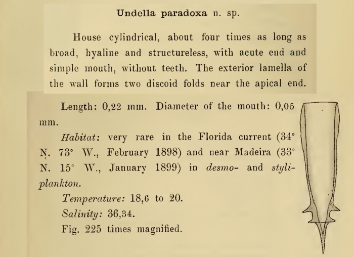 Xystonellopsis paradoxa was originally described by Cleve (1899) as Undella paradoxa Xystonellopsis paradoxa was originally described by Cleve (1899) as Undella paradoxa