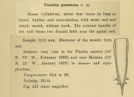 Xystonellopsis paradoxa was originally described by Cleve (1899) as Undella paradoxa