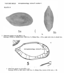 Pellucistoma spurium  Bold, 1963 from original description