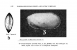Pellucistoma tumidum Puri, 1954 from original description