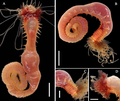 Polychaeta (bristle worms)