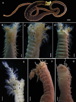 Loimia macrobranchia Wang, Sui, Qi & Li, 2020; original figure: fig. 6 A-G