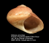 Gibbula vimontiae