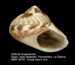 Gibbula drepanensis