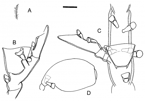 Halopteris liechtensternii 