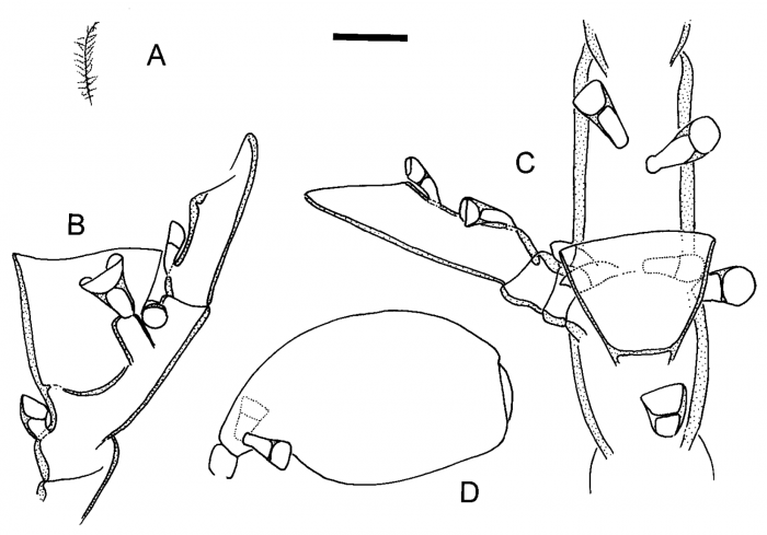 Halopteris liechtensternii Halopteris liechtensternii