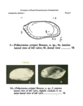 Pellucistoma scrippsi Benson, 1959 from original description