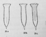 Dadayiella pachytoecus was orginally described by Jörgensen (1924) as Amphorella pachytoecus