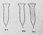 Dadayiella pachytoecus was orginally described by Jörgensen (1924) as Amphorella pachytoecus