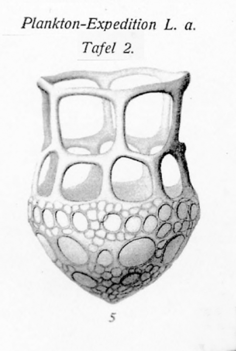 Brandt (1906) illustration of Dictyocysta mülleri as Dictyocysta elegans, var. mülleri Brandt (1906) illustration of Dictyocysta mülleri as Dictyocysta elegans, var. mülleri