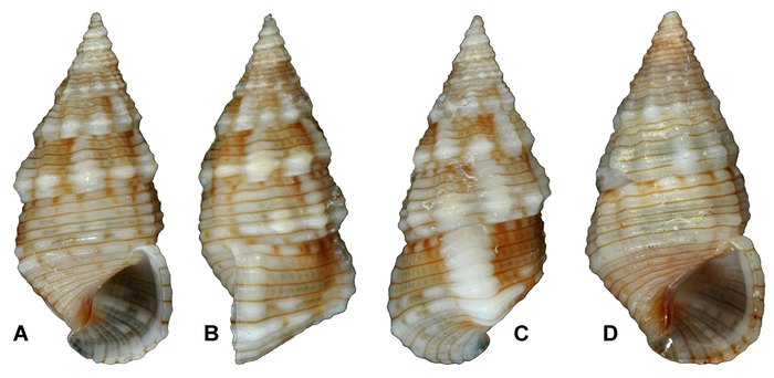 Bittium impendens (Hedley, 1899) Bittium impendens (Hedley, 1899)