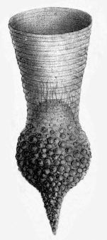 Codonellopsis orthoceras was originally described by Haeckel (1873) as Condonella orthoceras