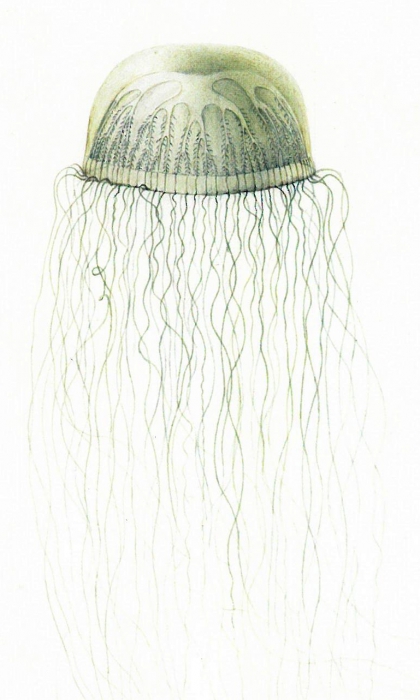 Staurodiscus thalassinus Staurodiscus thalassinus