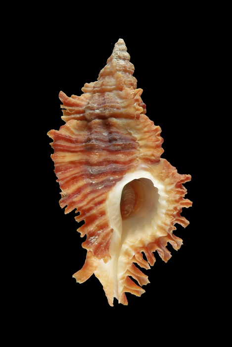 Chicoreus corrugatus ethiopius Chicoreus corrugatus ethiopius