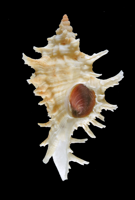 Chicoreus franchii Chicoreus franchii