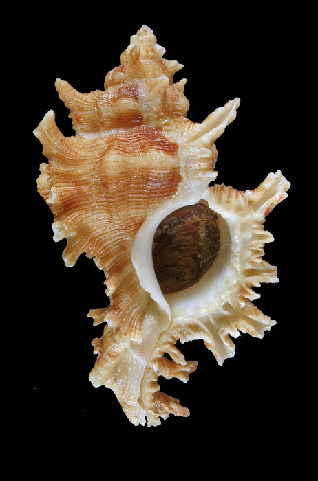 Chicoreus peledi