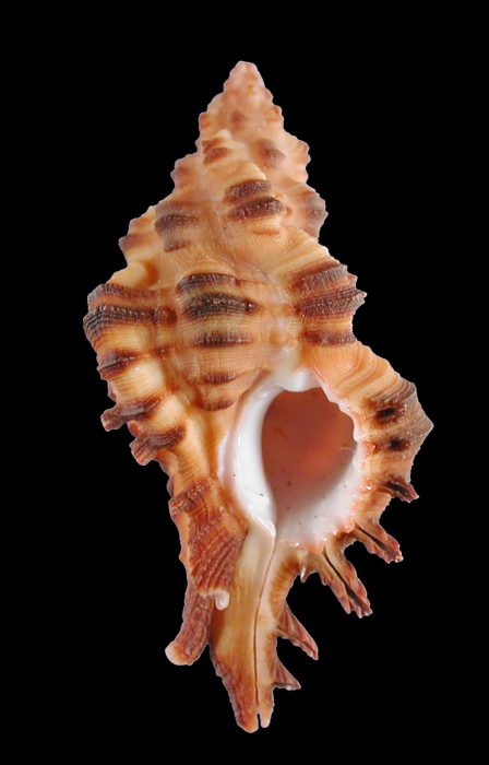 Chicoreus rubescens