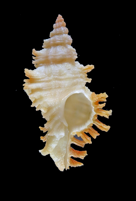 Chicoreus ryosukei