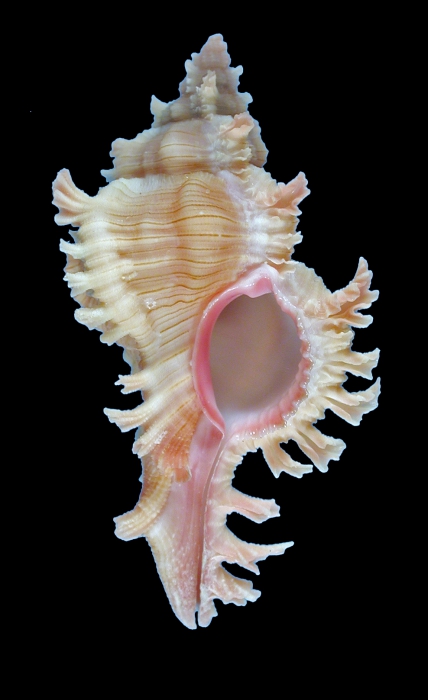 Chicoreus ryukyuensis