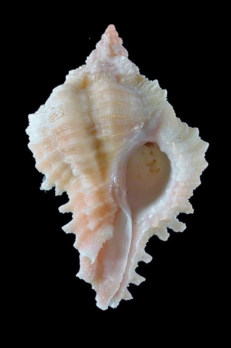 Chicoreus thomasi Chicoreus thomasi