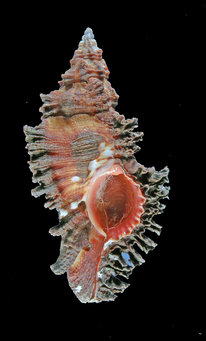 Chicoreus trivialis Chicoreus trivialis