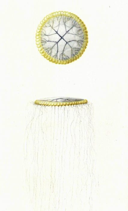 Cuiviera carisochroma, original plate of Lesueur reproduced in Baglione et al. (2014) Cuiviera carisochroma, original plate of Lesueur reproduced in Baglione et al. (2014)