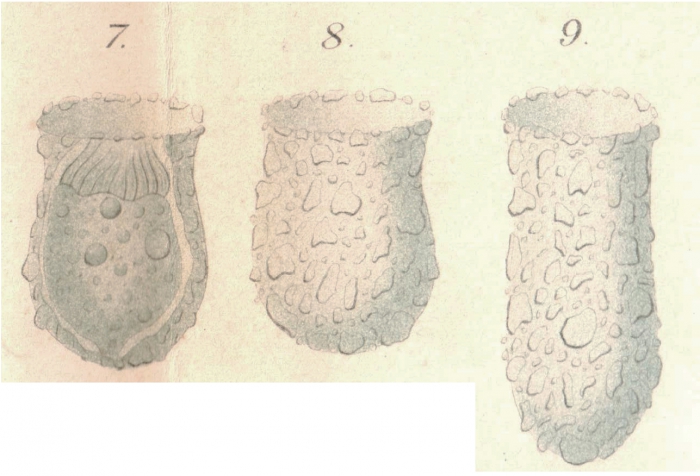 From the original description of Tintinnopsis compressa as a variety of T. beroidea