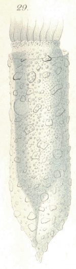 Tintinnopsis acuminata from Daday (1887)