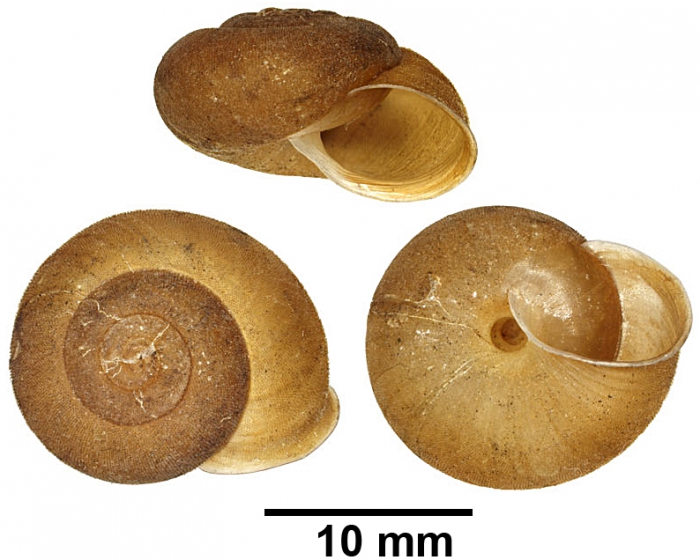 Austrochloritis copelandensis, holotype  AM C.582897