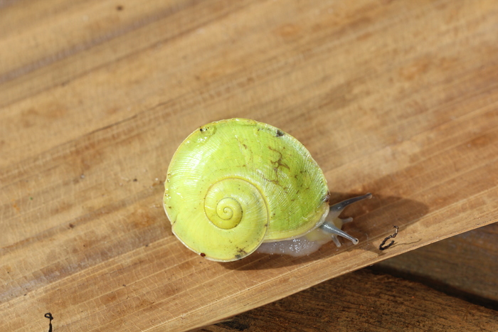 Crystallopsis balcombei, Solomon Islands, Malaita, Kafurumu Crystallopsis balcombei, Solomon Islands, Malaita, Kafurumu