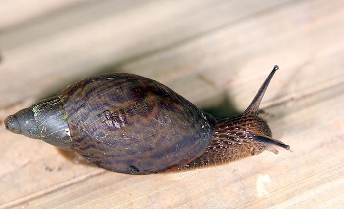 Eumecostylus hargravesi, Solomon Islands, Malaite, Kwainaisi