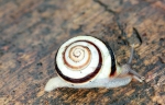 Papuina motacilla, Solomon Islands, Malaita, Aifasu